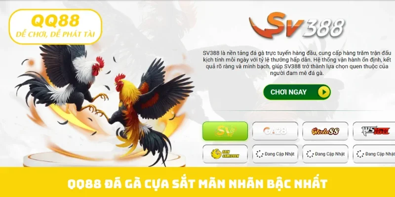 QQ88 đá gà cựa sắt mãn nhãn bậc nhất